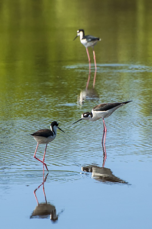 Black-necked Stilts