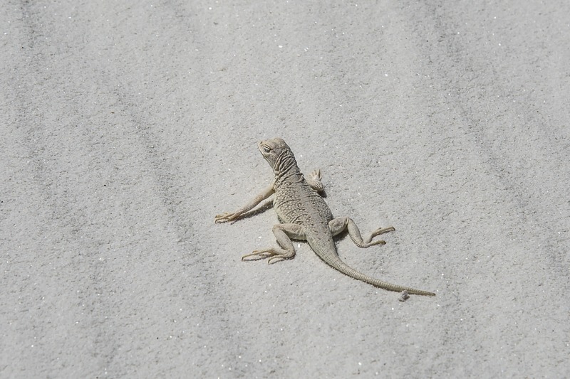 Bleached Earless Lizard