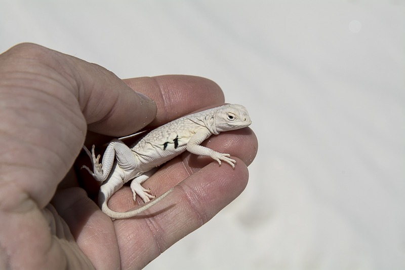 Bleached Earless Lizard