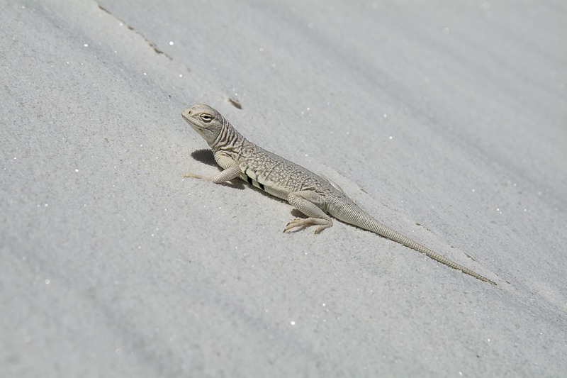 Bleached Earless Lizard