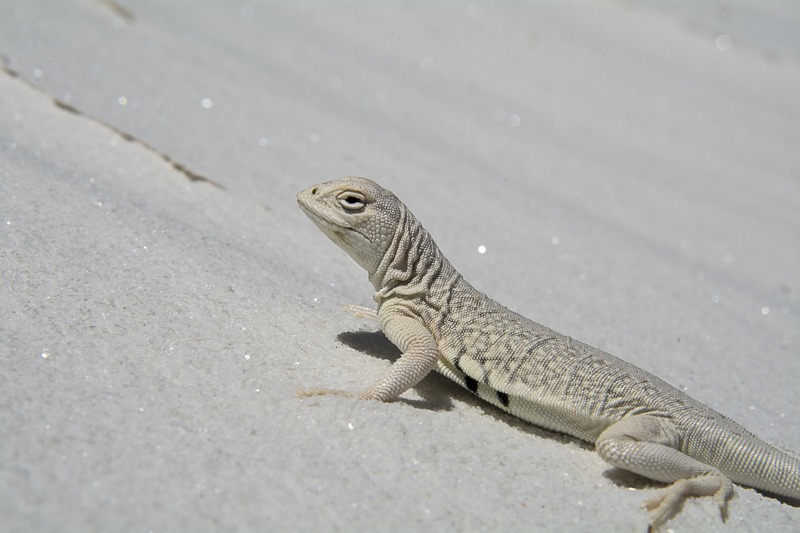 Bleached Earless Lizard