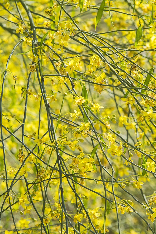 Blue Palo Verde