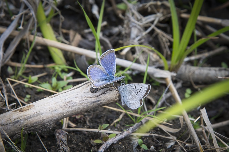 Silvery Blue