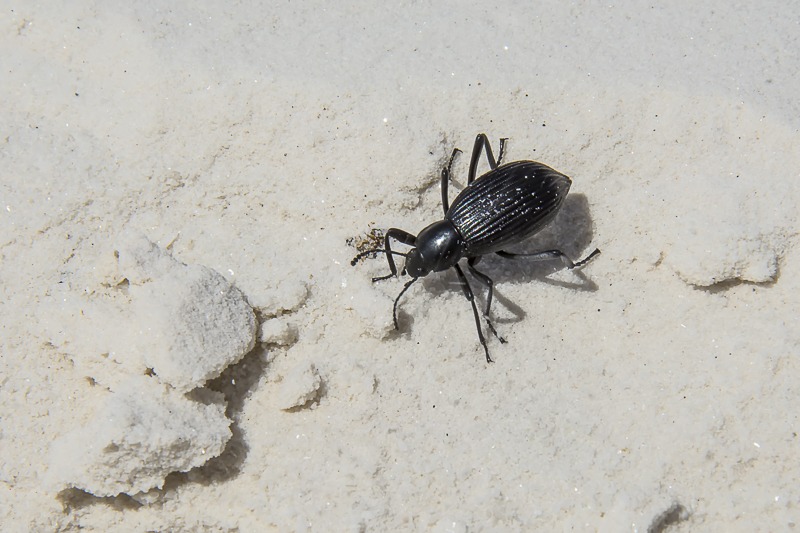 Bombardier Beetle