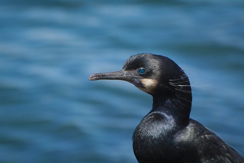 Brandt's Cormorant