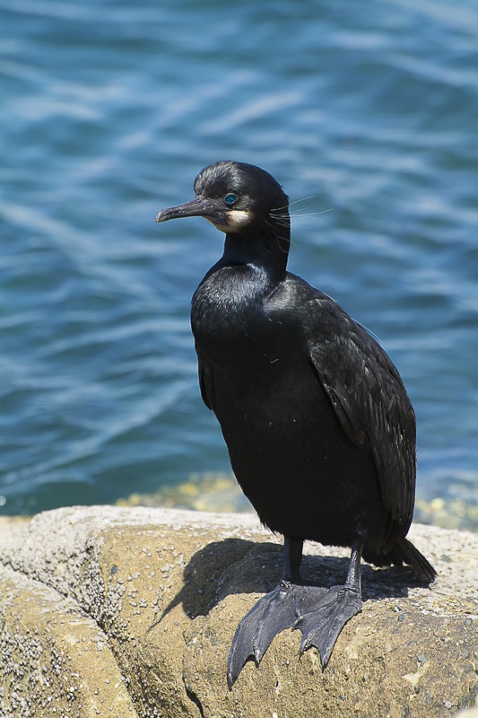 Brandt's Cormorant
