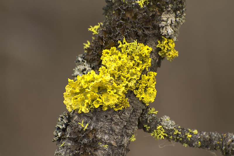 Brown-Eyed Sunshine (Vulpicida canadensis)