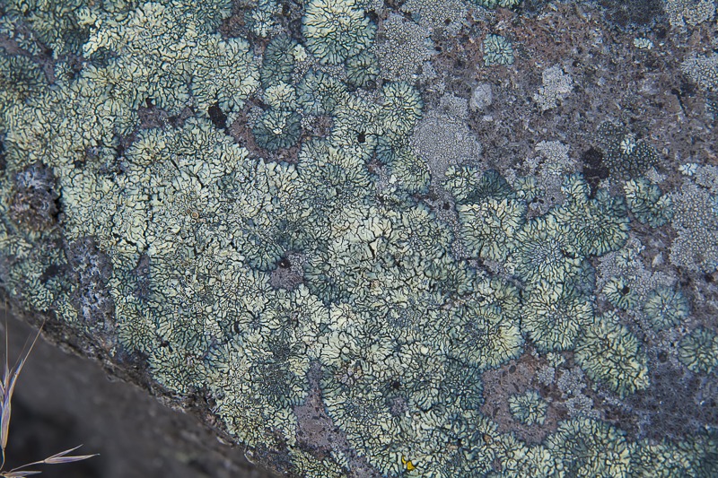Bullseye Lichen