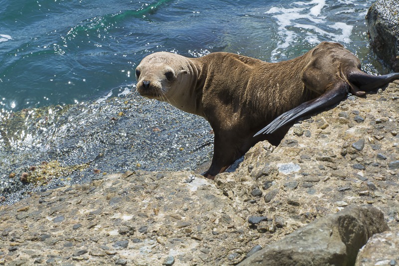 California Sea Lion Yearling
