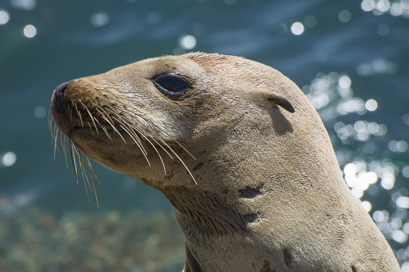 California Sea Lion Yearling