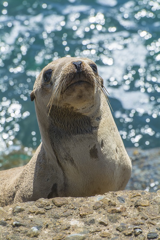 California Sea Lion Yearling
