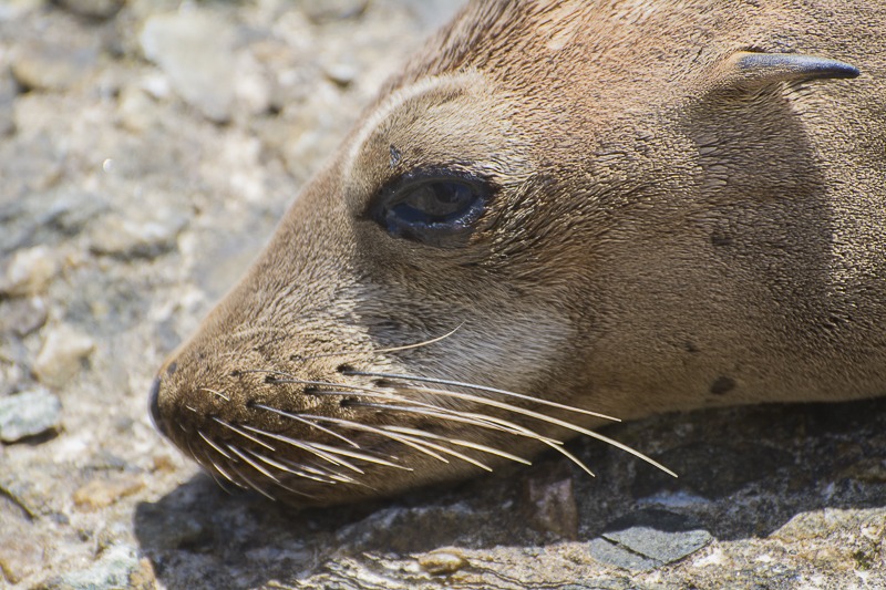 California Sea Lion Yearling