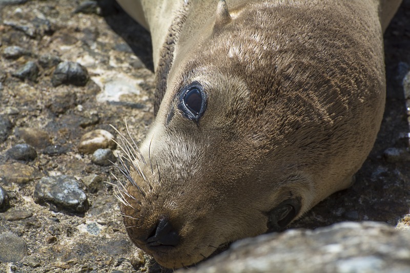 California Sea Lion Yearling