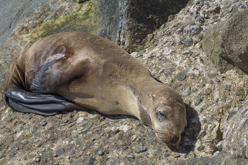 California Sea Lion Yearling