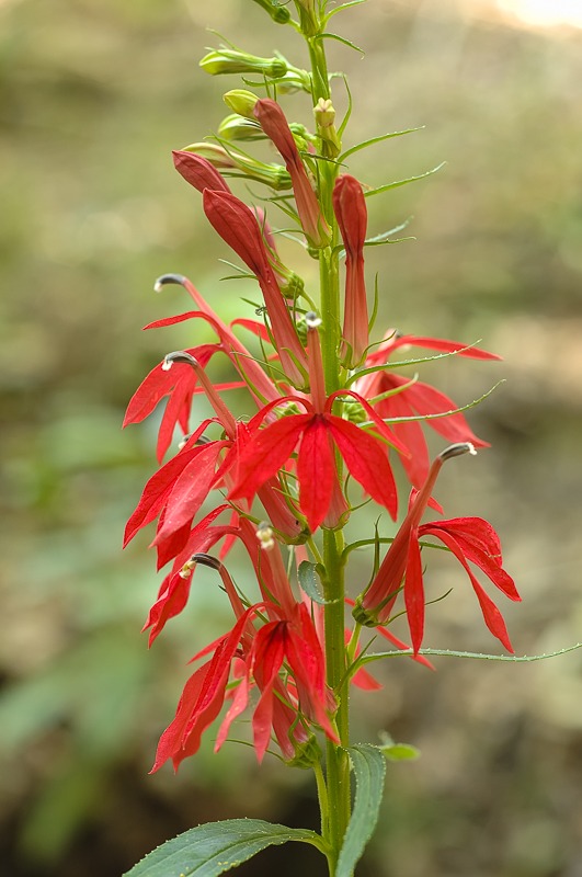 Cardinal Flower