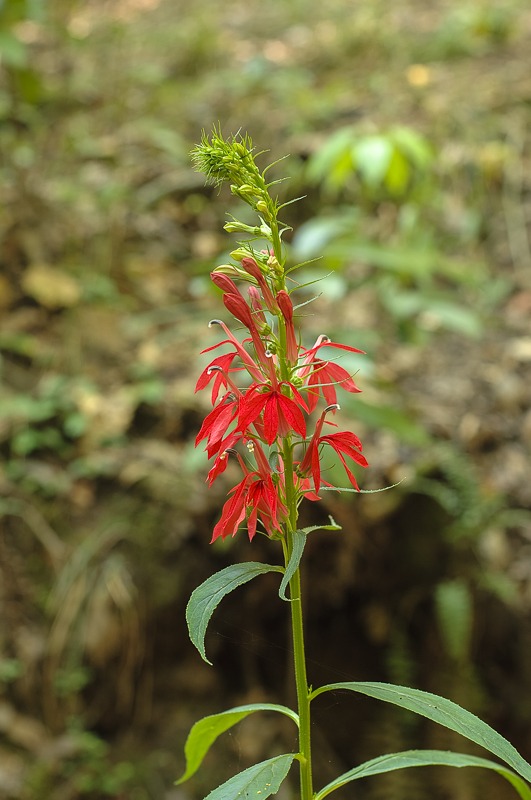 Cardinal Flower