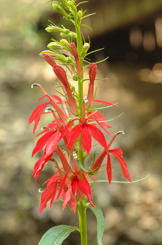 Cardinal Flower