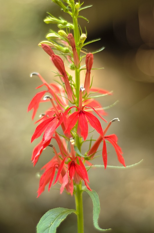 Cardinal Flower
