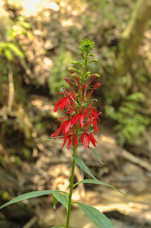 Cardinal Flower