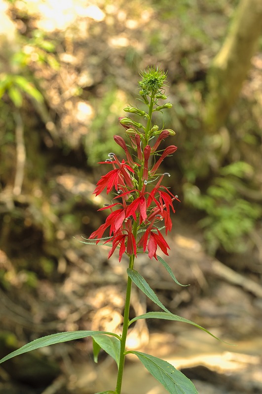 Cardinal Flower
