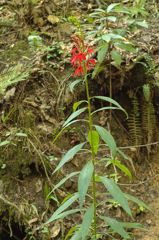 Cardinal Flower