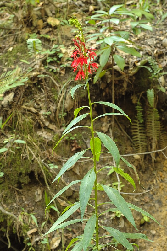 Cardinal Flower