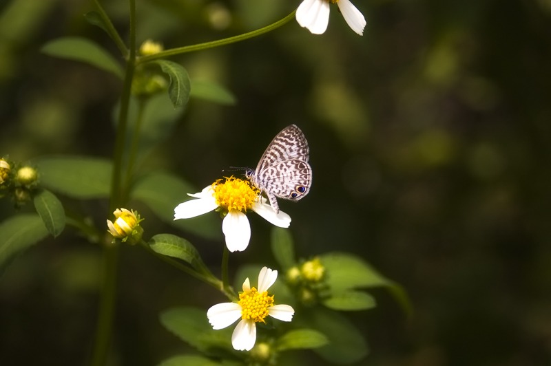 Cassius Blue (Leptotes cassius)