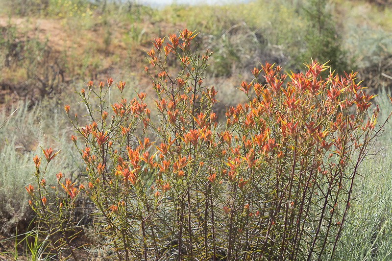 Wyoming Indian Paintbrush (Castilleja linariifolia)