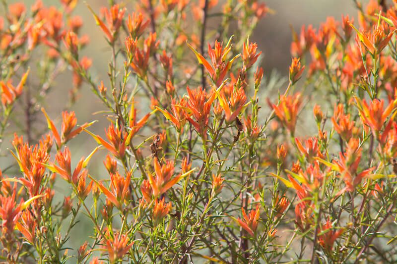 Wyoming Indian Paintbrush (Castilleja linariifolia)