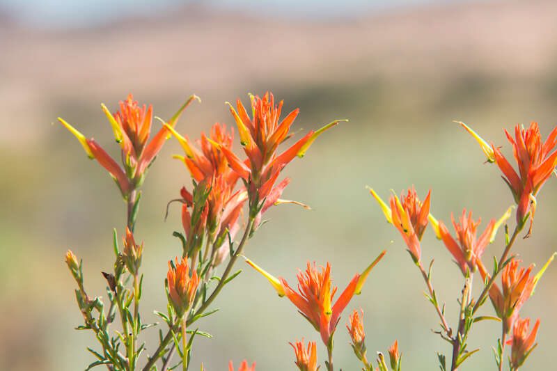 Wyoming Indian Paintbrush (Castilleja linariifolia)