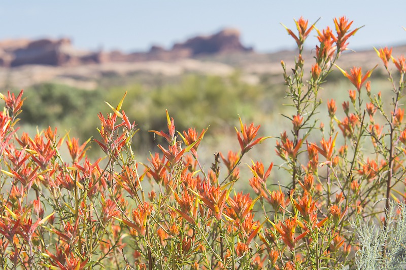 Wyoming Indian Paintbrush (Castilleja linariifolia)
