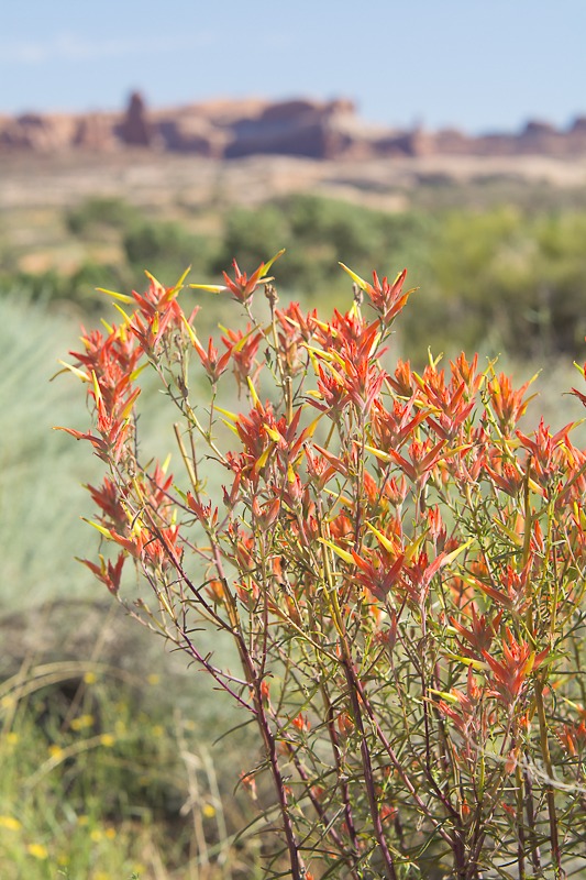 Wyoming Indian Paintbrush (Castilleja linariifolia)