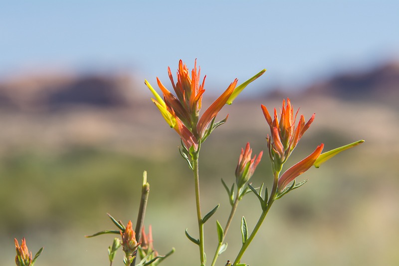 Wyoming Indian Paintbrush (Castilleja linariifolia)