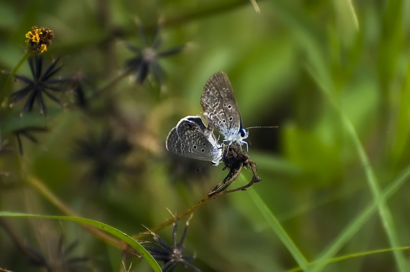 Ceraunus Blue (Hemiargus ceraunus)