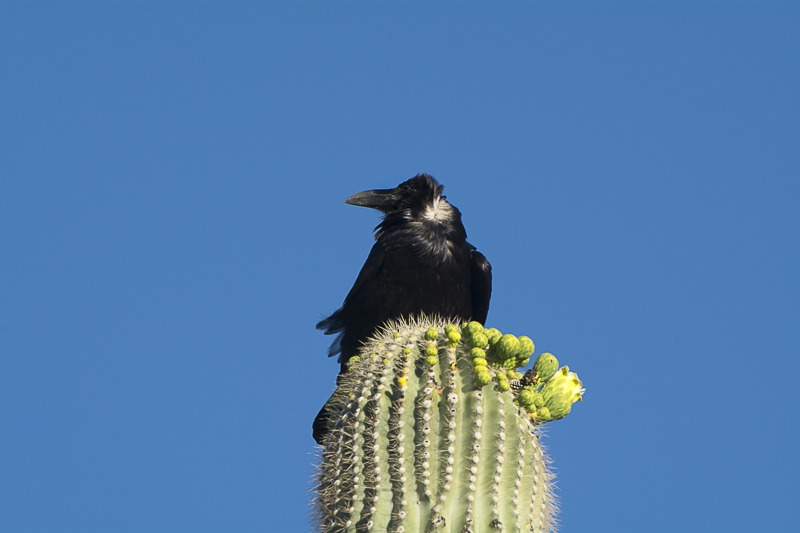 Chihuahuan Raven on a Saguaro