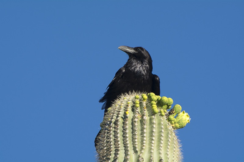 Chihuahuan Raven on a Saguaro