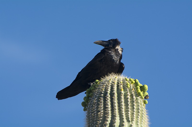 Chihuahuan Raven on a Saguaro