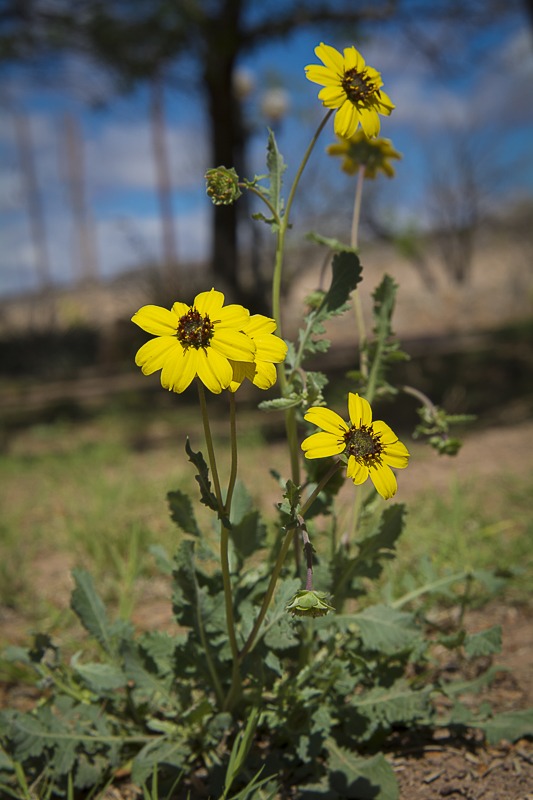 Chocolate Daisy