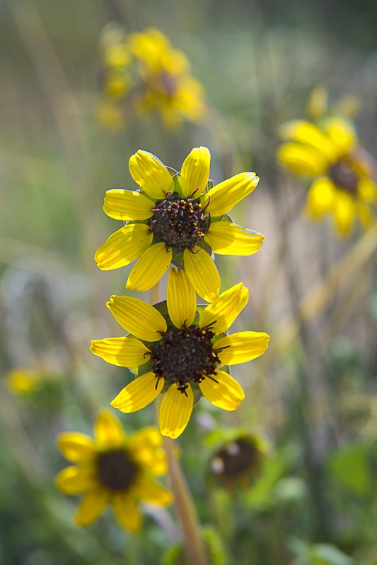 Chocolate Daisy