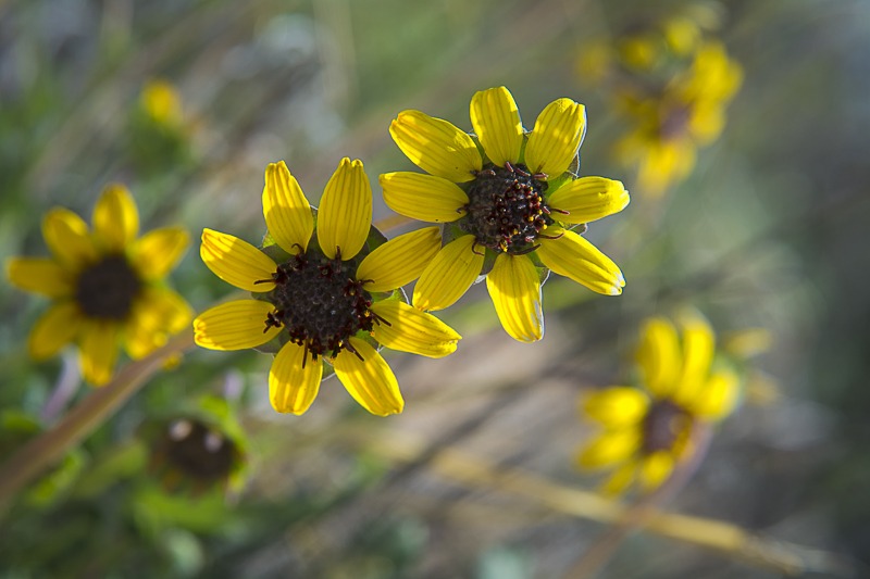 Chocolate Daisy