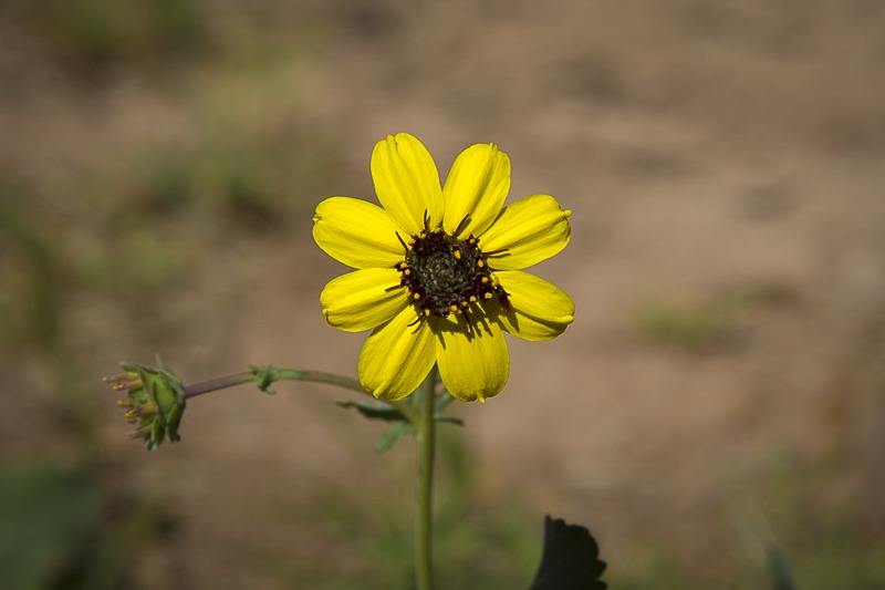 Chocolate Daisy
