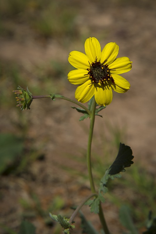 Chocolate Daisy