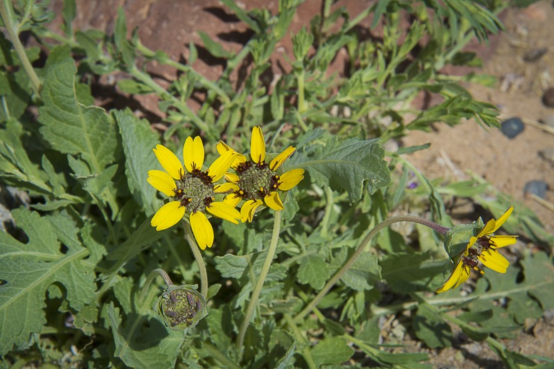 Chocolate Daisy