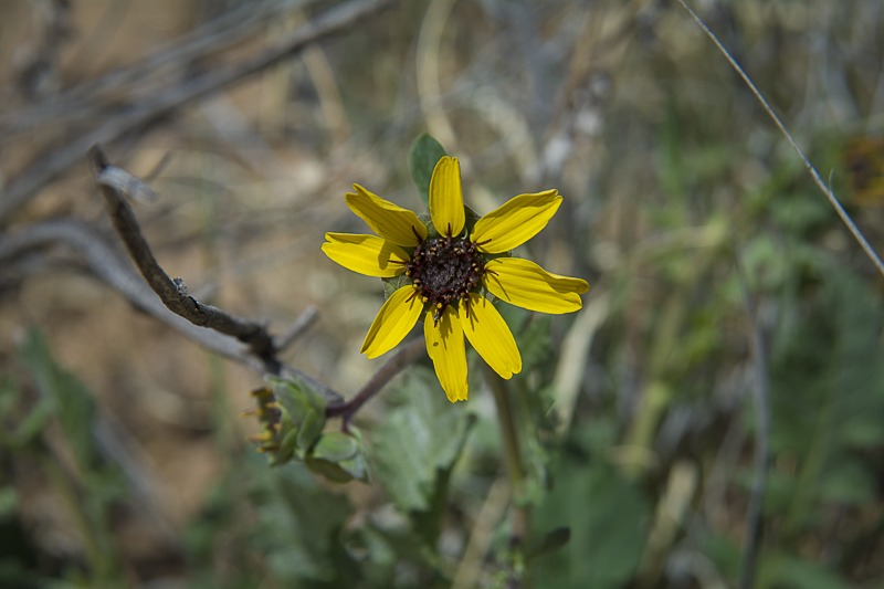Chocolate Daisy