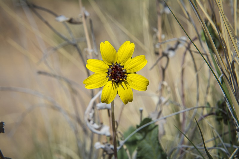 Chocolate Daisy