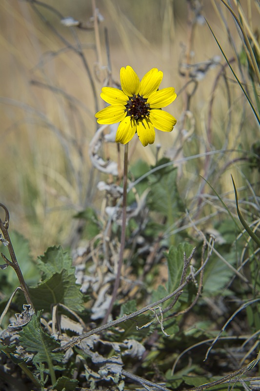 Chocolate Daisy
