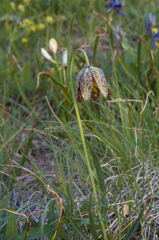 Chocolate Lily