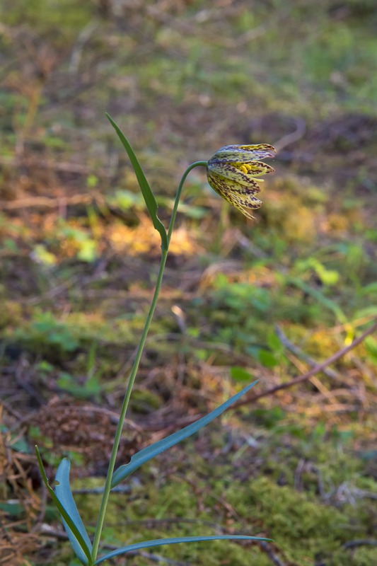 Chocolate Lily