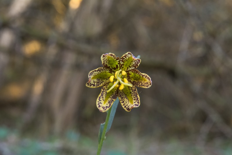 Chocolate Lily