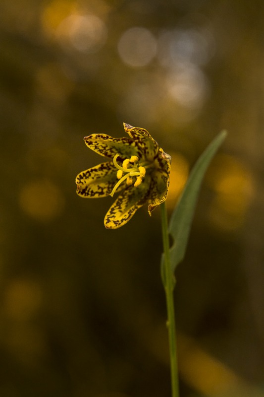 Chocolate Lily
